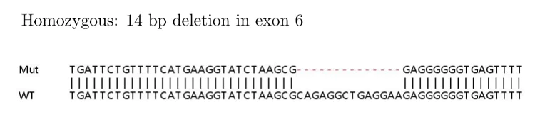 Sanger Sequencing - Human IKBKB (IKK beta) knockout HeLa cell lysate (AB257228)