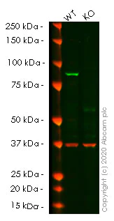 Western blot - Human IKBKB (IKK beta) knockout HeLa cell lysate (AB257228)
