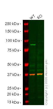 Western blot - Human IKBKB (IKK beta) knockout HeLa cell lysate (AB257228), expandable thumbnail