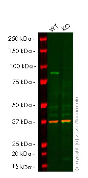 Western blot - Human IKBKB (IKK beta) knockout HeLa cell lysate (AB257228)