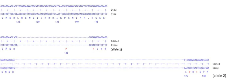 Next Generation Sequencing - Human IKBKE knockout A549 cell line (AB289023)