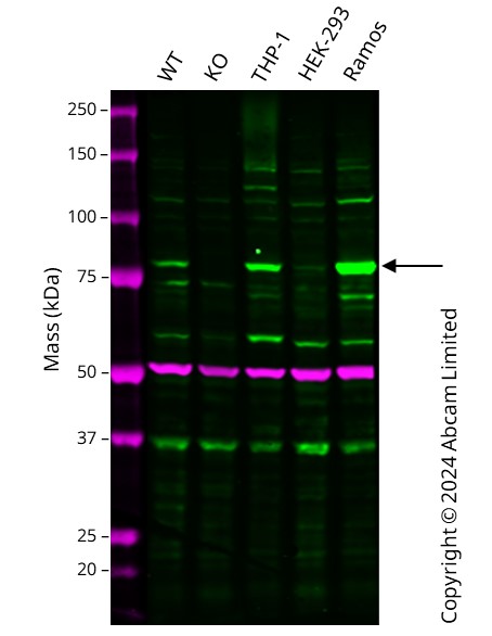 Human IKBKE knockout A549 cell line