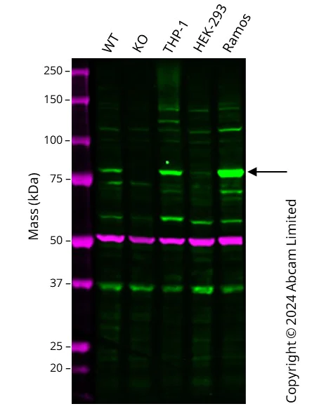 Western blot - Human IKBKE knockout A549 cell line (AB289023)