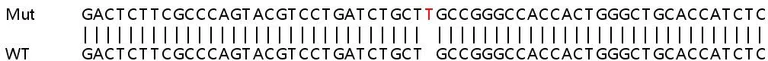 Sanger Sequencing - Human IKBKG (IKK gamma/NEMO) knockout HEK-293T cell line (AB266674)