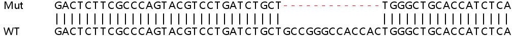 Sanger Sequencing - Human IKBKG (IKK gamma/NEMO) knockout HEK-293T cell lysate (AB257153), expandable thumbnail