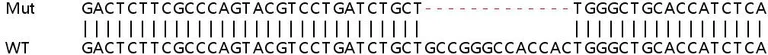 Sanger Sequencing - Human IKBKG (IKK gamma/NEMO) knockout HEK-293T cell lysate (AB257153)