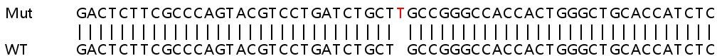 Sanger Sequencing - Human IKBKG (IKK gamma/NEMO) knockout HEK-293T cell lysate (AB257153), expandable thumbnail