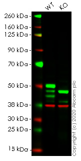 Western blot - Human IKBKG (IKK gamma/NEMO) knockout HEK-293T cell lysate (AB257153), expandable thumbnail