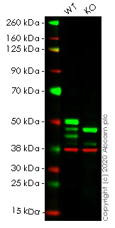 Western blot - Human IKBKG (IKK gamma/NEMO) knockout HEK-293T cell lysate (AB257153)