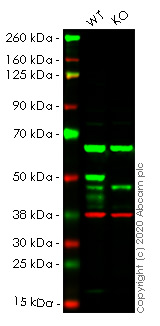 Western blot - Human IKBKG (IKK gamma/NEMO) knockout HEK-293T cell lysate (AB257153), expandable thumbnail