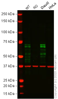 Western blot - Human IKZF1 knockout Jurkat cell line (AB274920)