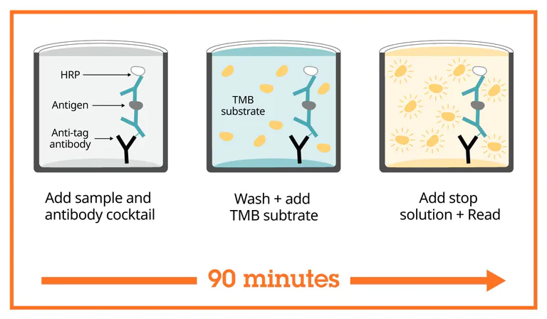Sandwich ELISA - Human IL-1 beta ELISA Kit (AB214025)
