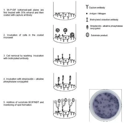 ELISPOT - Human IL-17F ELISPOT Kit (with un-coated plates) (AB105242)