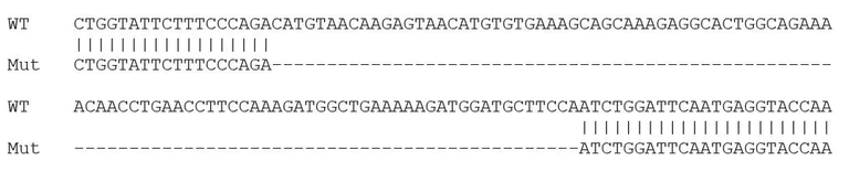 Sanger Sequencing - Human IL-6 knockout A549 cell line (AB273751)