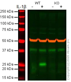 Western blot - Human IL-6 knockout A549 cell line (AB273751)