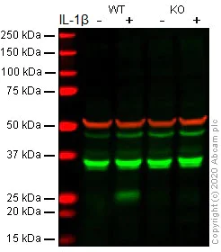 Western blot - Human IL-6 knockout A549 cell lysate (AB275501)