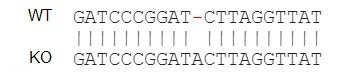 Next Generation Sequencing - Human IL13RA2 knockout A375 cell line (AB273381), expandable thumbnail
