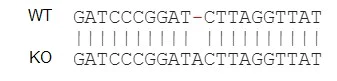 Next Generation Sequencing - Human IL13RA2 knockout A375 cell line (AB273381)