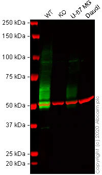 Western blot - Human IL13RA2 knockout A375 cell lysate (AB275532)