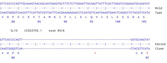 Human IL15 knockout A549 cell line