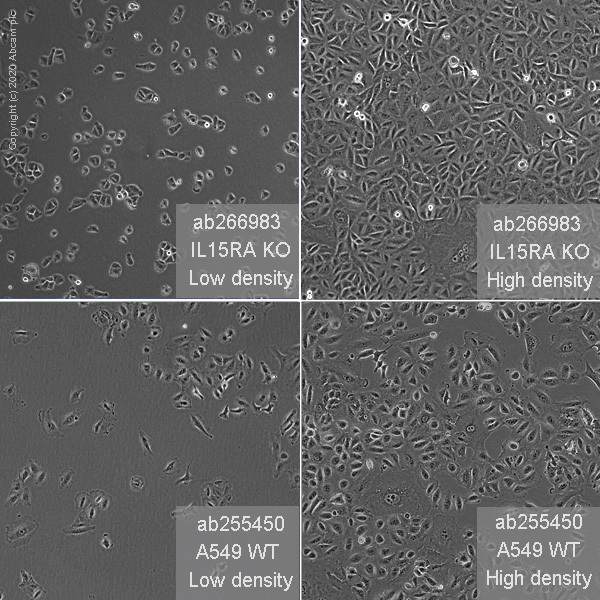 Human IL15RA knockout A549 cell line