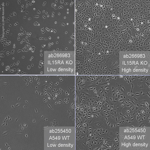 Cell Culture - Human IL15RA knockout A549 cell line (AB266983)