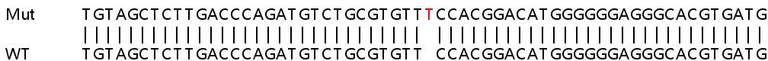 Sanger Sequencing - Human IL15RA knockout A549 cell line (AB266983)
