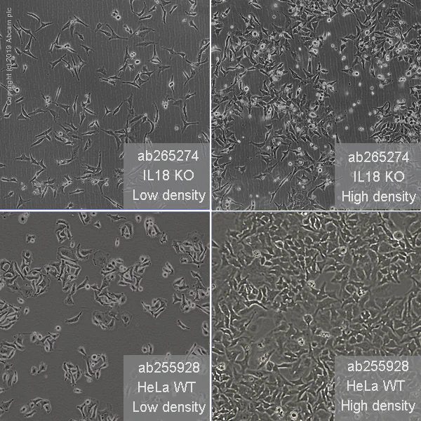 Cell Culture - Human IL18 knockout HeLa cell line (AB265274)