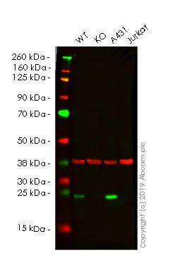 Western blot - Human IL18 knockout HeLa cell lysate (AB256952)