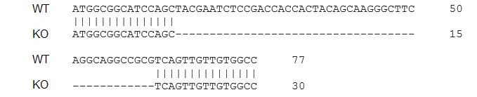 Sanger Sequencing - Human IL1B knockout THP-1 cell line (AB273762), expandable thumbnail