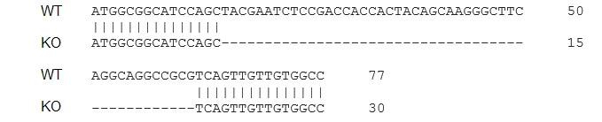 Sanger Sequencing - Human IL1B knockout THP-1 cell line (AB273762)