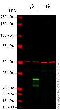 Western blot - Human IL1B knockout THP-1 cell line (AB273762), expandable thumbnail