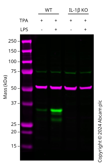 Western blot - Human IL1B knockout THP-1 cell line (AB273762), expandable thumbnail