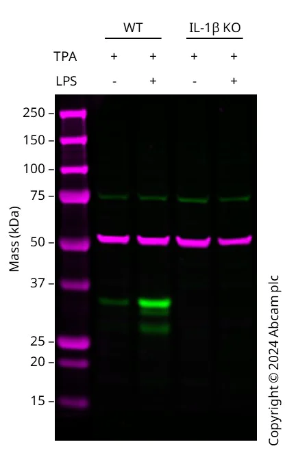 Western blot - Human IL1B knockout THP-1 cell line (AB273762)