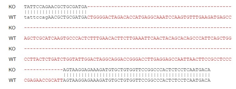 Sanger Sequencing - Human IL1RAP knockout HeLa cell lysate (AB275526)