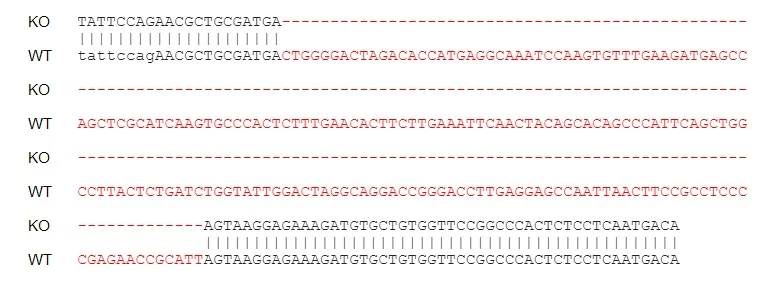 Sanger Sequencing - Human IL1RAP knockout HeLa cell lysate (AB275526)