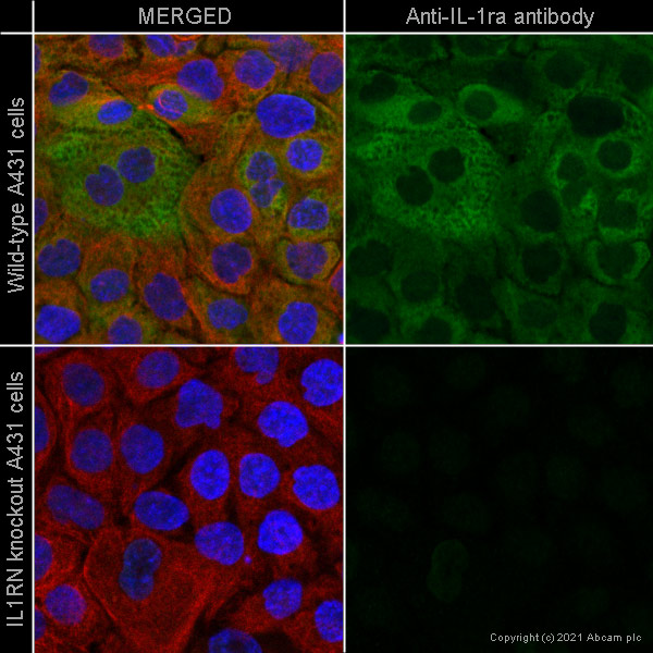 Immunocytochemistry - Human IL1RN (IL1 Receptor Antagonist) knockout A-431 cell line (AB273379), expandable thumbnail