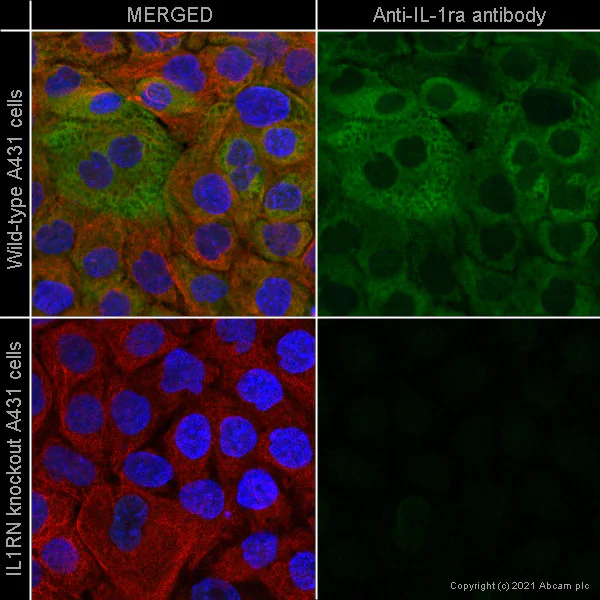 Immunocytochemistry - Human IL1RN (IL1 Receptor Antagonist) knockout A-431 cell line (AB273379)