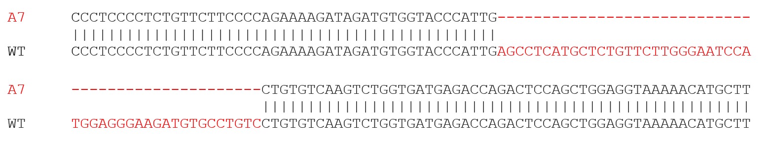 Sanger Sequencing - Human IL1RN (IL1 Receptor Antagonist) knockout A-431 cell line (AB273379), expandable thumbnail