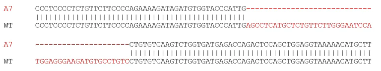 Sanger Sequencing - Human IL1RN (IL1 Receptor Antagonist) knockout A-431 cell lysate (AB275530)