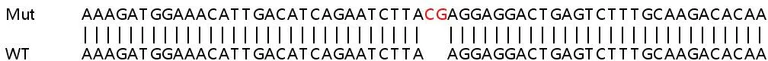 Sanger Sequencing - Human IL20 knockout HeLa cell lysate (AB258922)