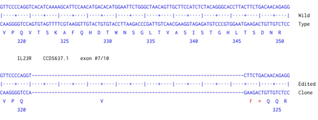 Human IL23R knockout A549 cell line
