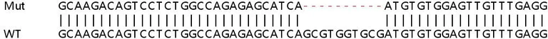 Sanger Sequencing - Human IL4R (IL-4R) knockout HEK-293T cell line (AB266429)