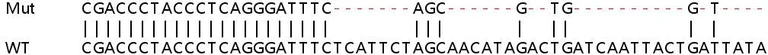 Sanger Sequencing - Human IL4R (IL-4R) knockout HEK-293T cell lysate (AB258468)