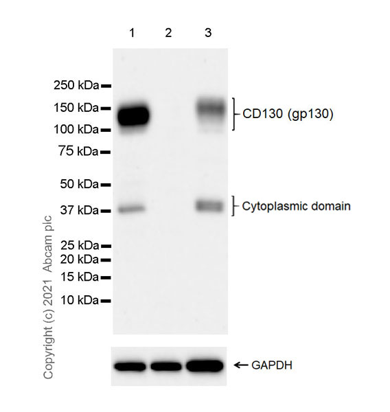 Human IL6ST (CD130/gp130) knockout A549 cell line