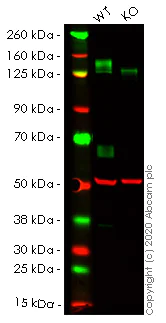 Western blot - Human IL6ST (CD130/gp130) knockout A549 cell lysate (AB257207)
