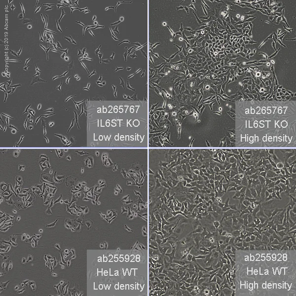 Cell Culture - Human IL6ST (CD130/gp130) knockout HeLa cell line (AB265767)