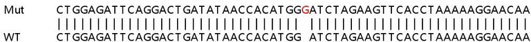 Sanger Sequencing - Human IL6ST (CD130/gp130) knockout HeLa cell line (AB265767)