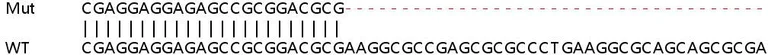 Sanger Sequencing - Human INA (alpha Internexin) knockout HeLa cell lysate (AB257482)