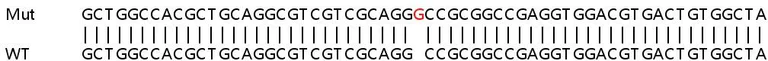 Sanger Sequencing - Human INA (alpha Internexin) knockout HeLa cell lysate (AB257482)